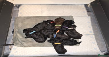 Shihpoo dogs Adorable Shihpoo's Looking for Forever Home 🐶🐾 - Advert 9