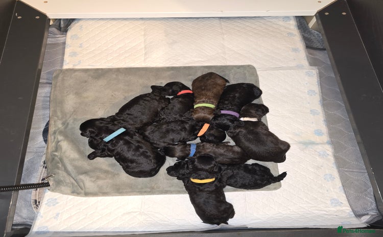 Shihpoo dogs - Advert 6