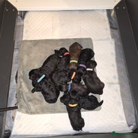 Shihpoo dogs Adorable Shihpoo's Looking for Forever Home 🐶🐾 - Advert 12