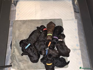 Shihpoo dogs ADORABLE F1B SHIHPOO PUPPIES! Ready on 23rd Dec! - Advert 2