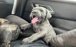 Cane Corso dogs for sale: Full Cane Corso, 1 Black Male remaining  in Newark - Image 24