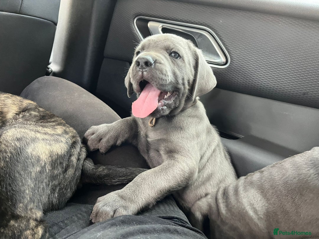 Cane Corso dogs for sale: Full Cane Corso, 1 Black Male remaining  in Newark - Image 24