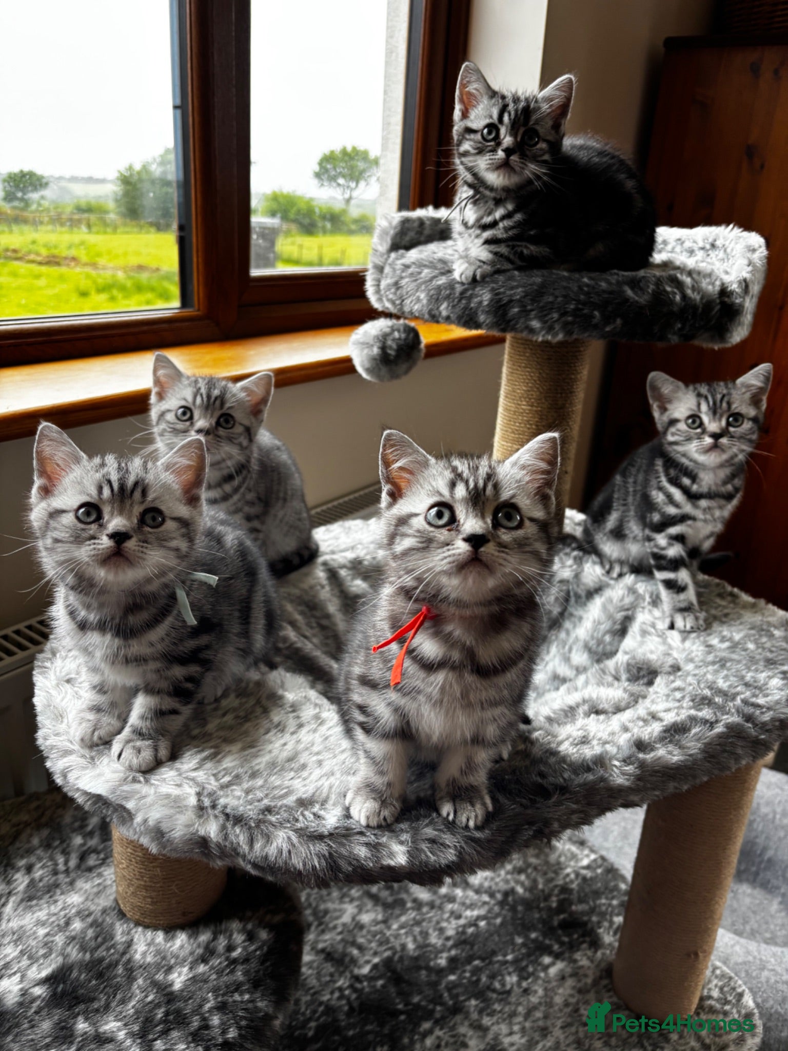 British Shorthair cats ❤️💙 Gorgeous Pedigree Silver Tabby BSH 💙❤️ - Advert 1