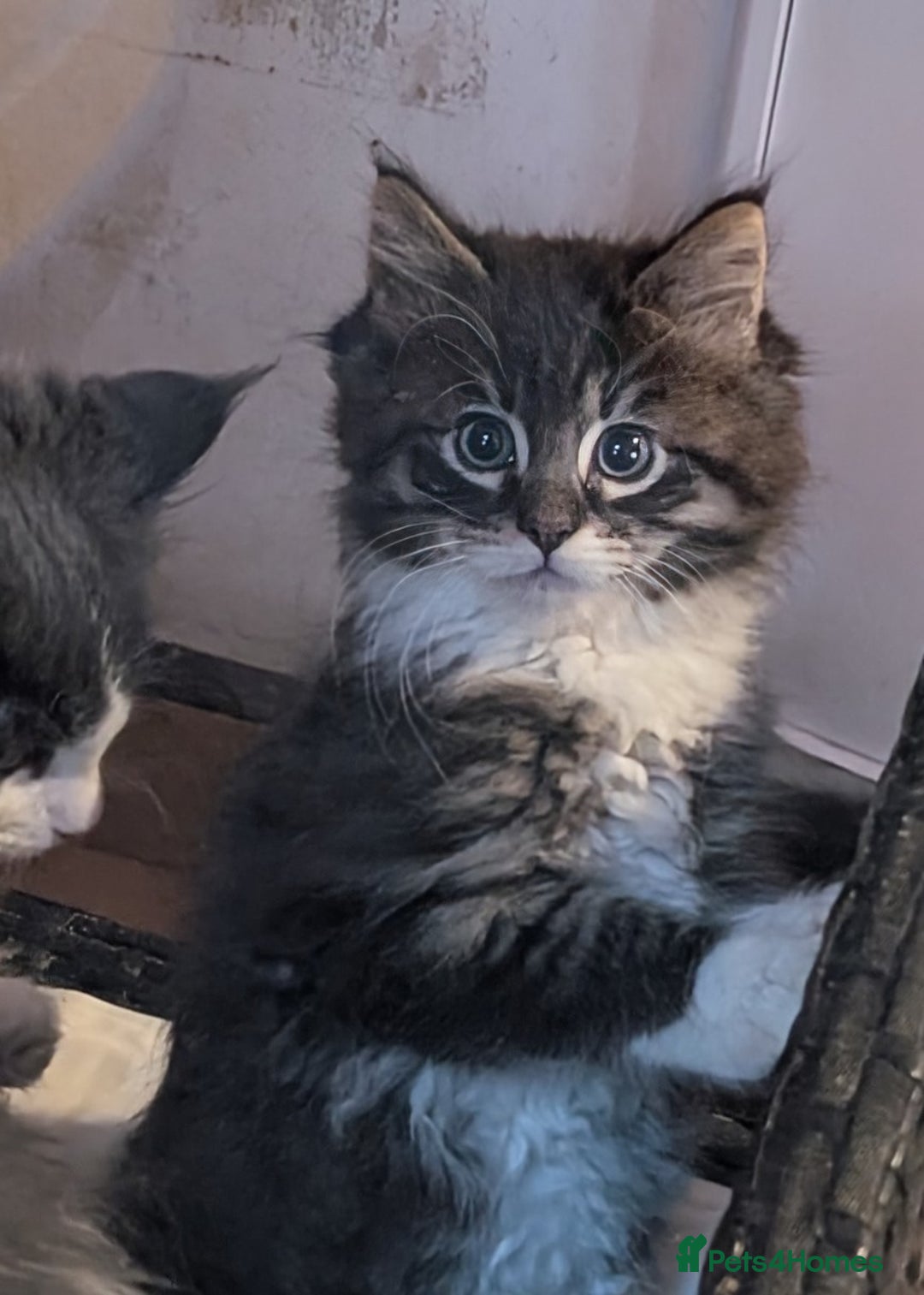 Maine Coon cats for sale: Maine Coon pedigree kittens  - Advert 8