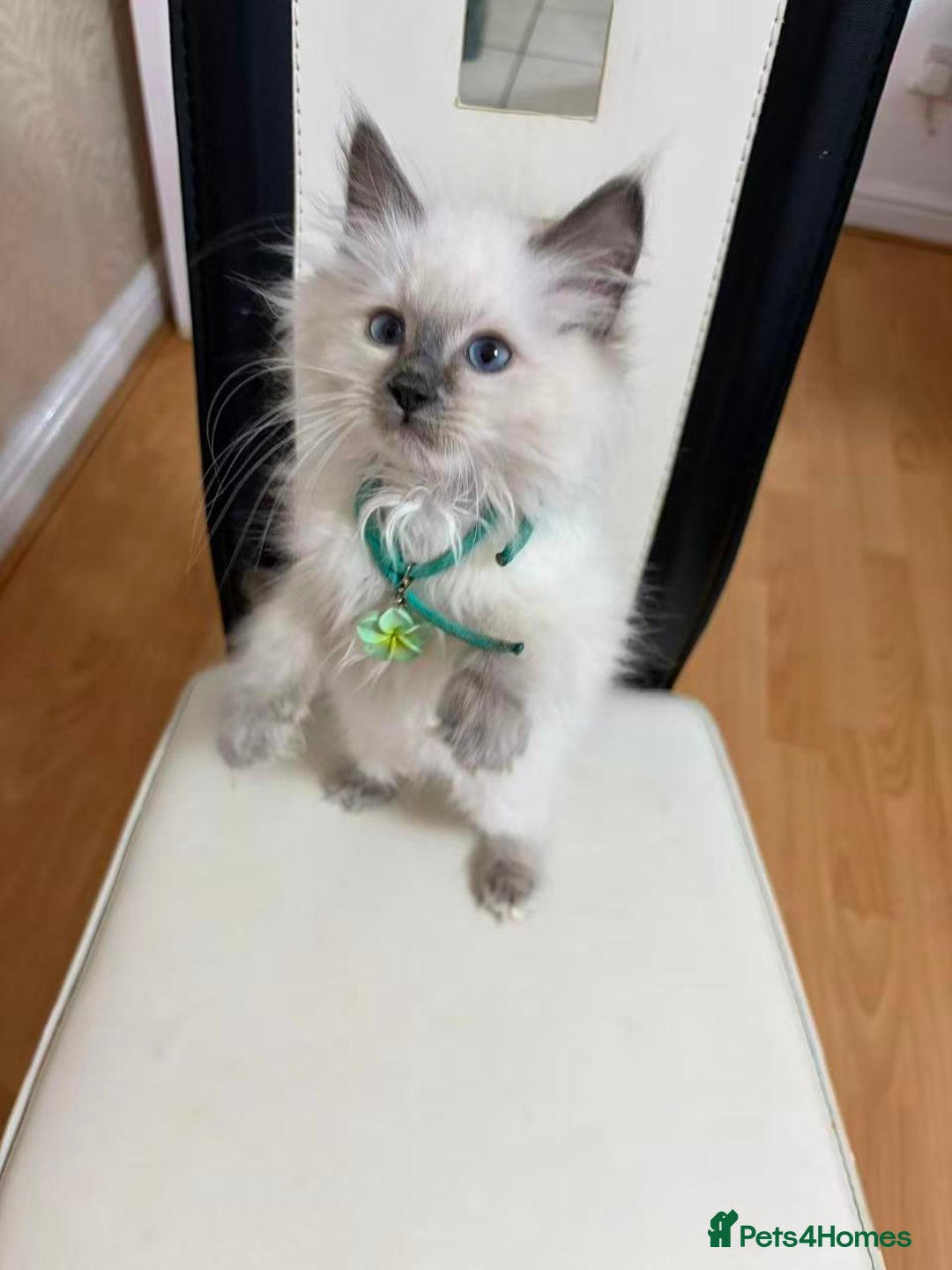 Ragdoll cats for sale: 8 Ragdoll cats for sale - Advert 17