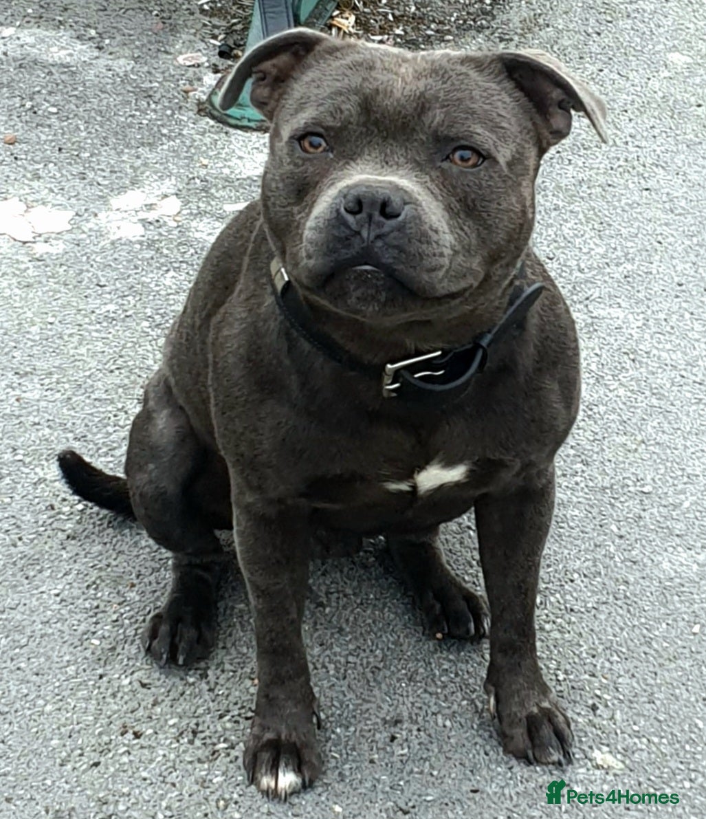 Staffordshire Bull Terrier dogs **ROSCO**OUTSTANDING BLUE STUD! in Birmingham - Advert 14