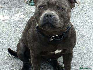 Staffordshire Bull Terrier dogs **ROSCO**OUTSTANDING BLUE STUD! in Birmingham - Advert 23