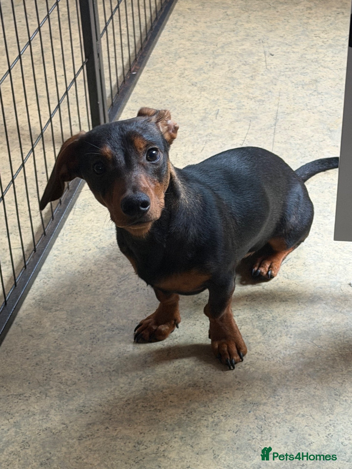 Dachshund dogs Dashound puppy 7 months old  - Advert 13