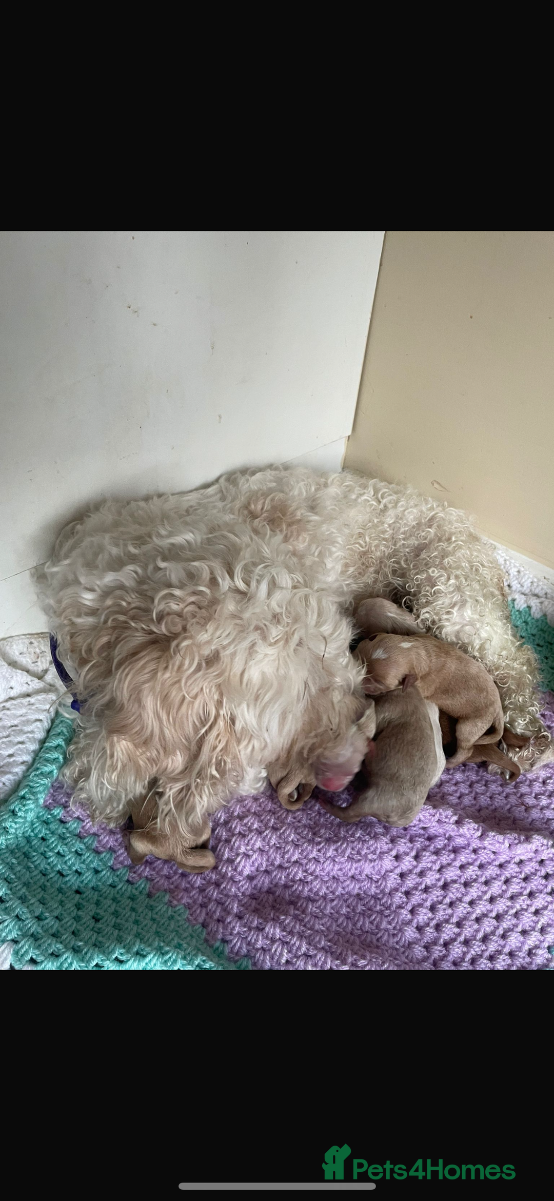 Mixed Breed dogs for sale: Gorgeous Cavapoochon Puppies 🐶  - Image 4