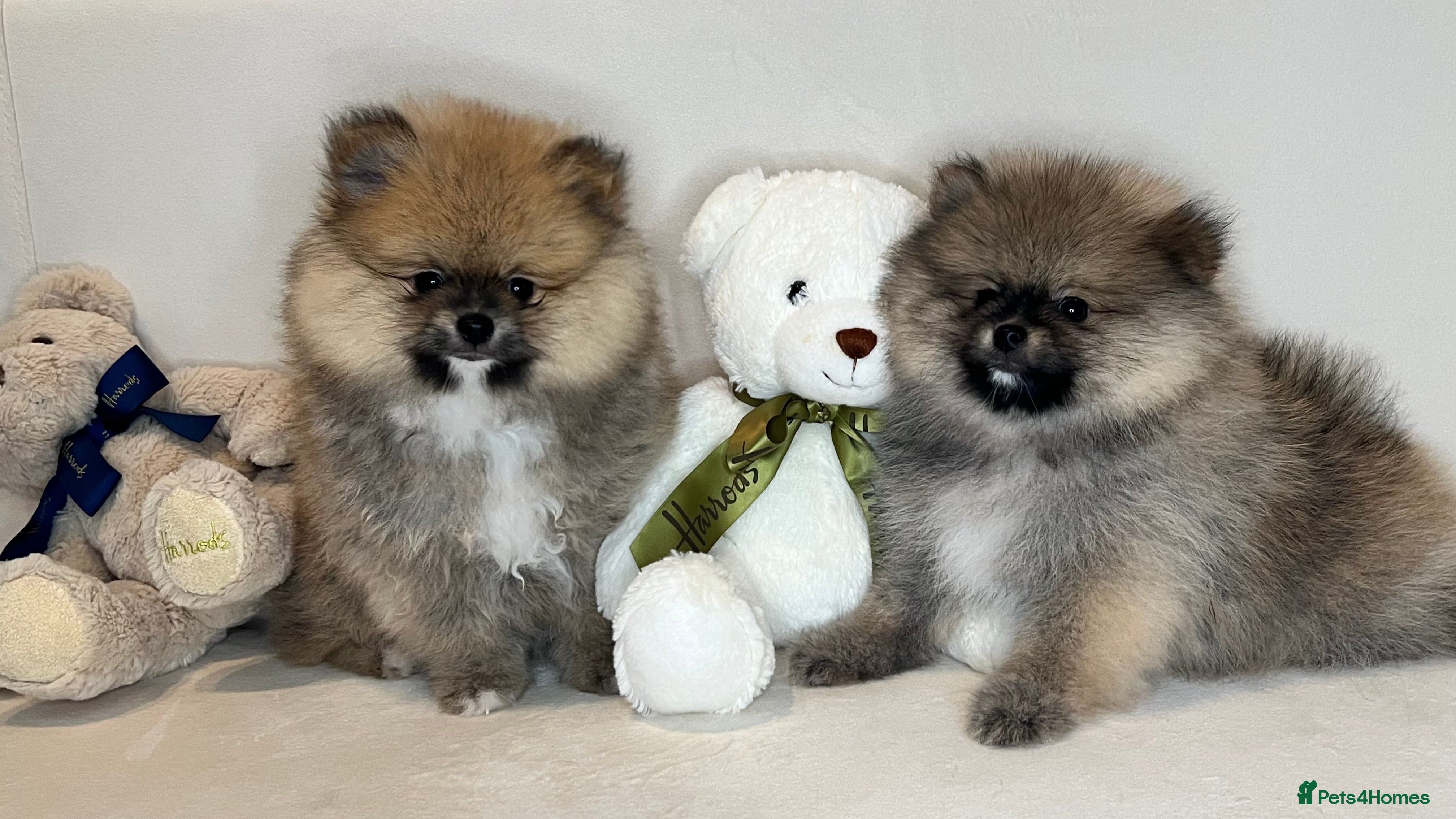 Pomeranian dogs 2BOYS LEFT🧸COLLECT TODAY💖Pomeranian pups - Advert 8