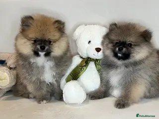 Pomeranian dogs 2BOYS LEFT🧸COLLECT TODAY💖Pomeranian pups - Advert 8