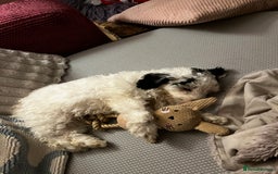 Cockapoo dogs for sale: Beautiful Black & White Toy Cockapoo Boy - Advert 2