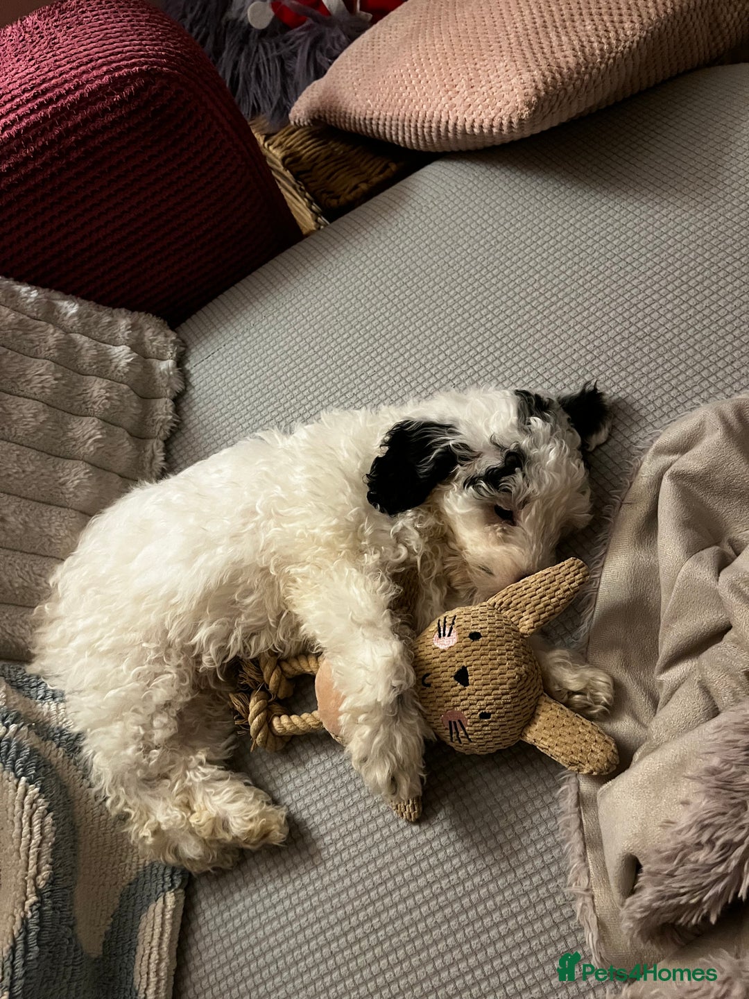 Cockapoo dogs for sale: Beautiful Black & White Toy Cockapoo Boy - Advert 2