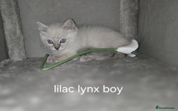 Ragdoll cats for sale: Ragdoll kittens  - Image 4