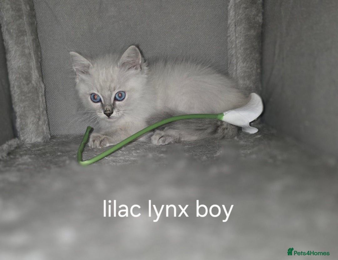 Ragdoll cats for sale: Ragdoll kittens  - Image 4