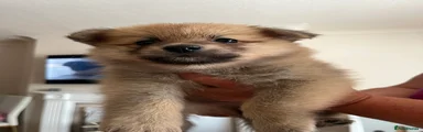 Pomeranian 2