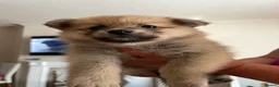 Pomeranian dogs for sale: POMERANIANS - Advert 7