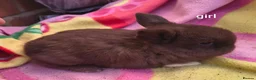 Mini Lop rabbits for sale: Mini lop babies. Both boys and girls available  - Advert 13