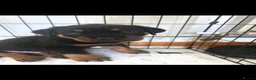 Rottweiler dogs for sale: Rottweiler pups in Falkirk - Advert 3