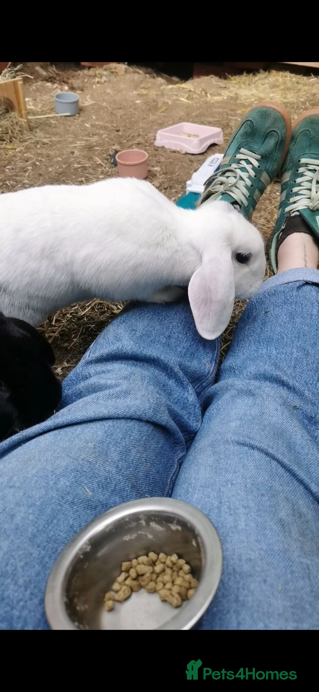 English Lop rabbits for sale: Pair of bonded rabbits  in Warwick - Advert 2