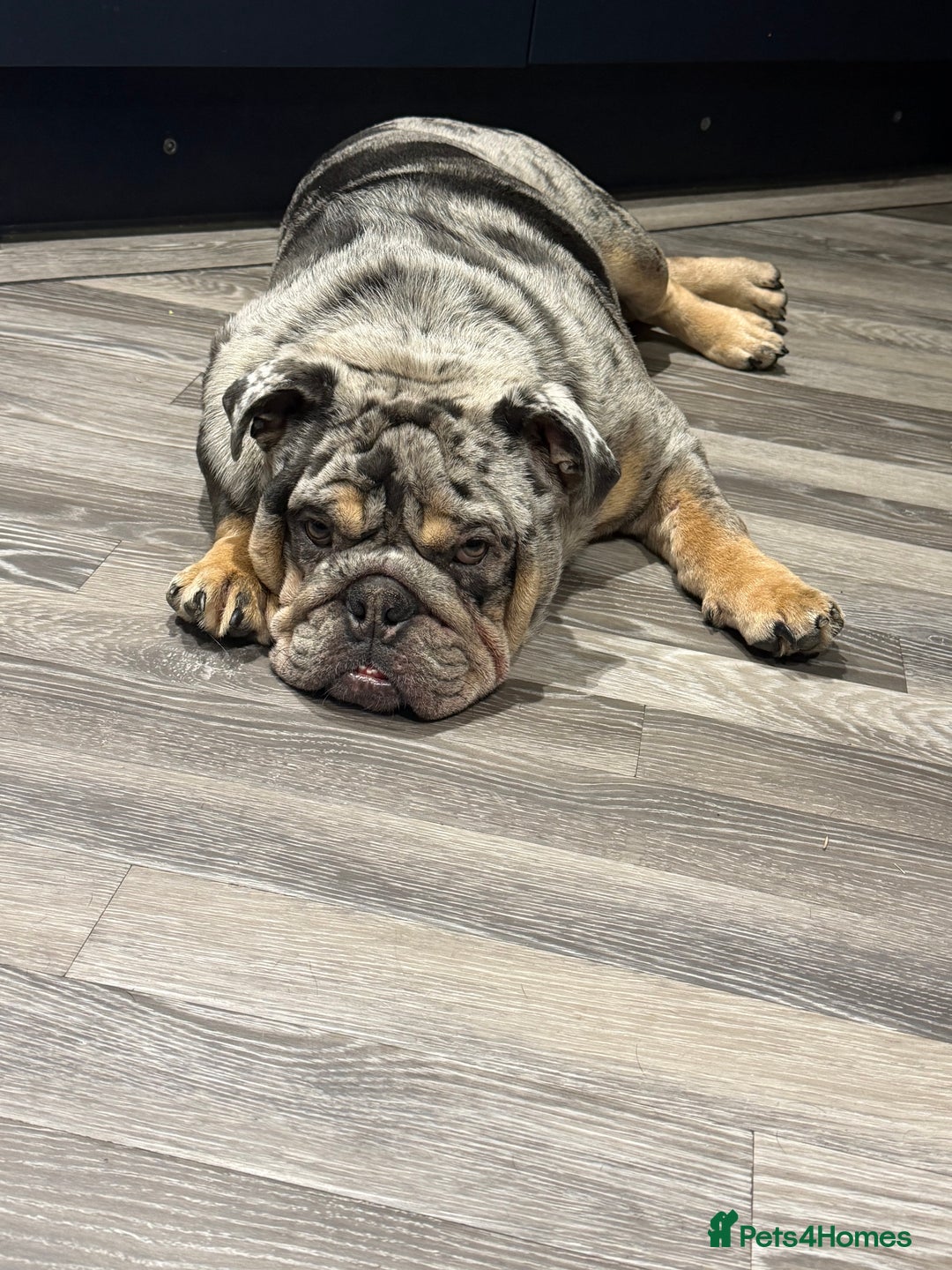 English Bulldog dogs for sale: 10 month old male merle english bulldog for sale  - Advert 8