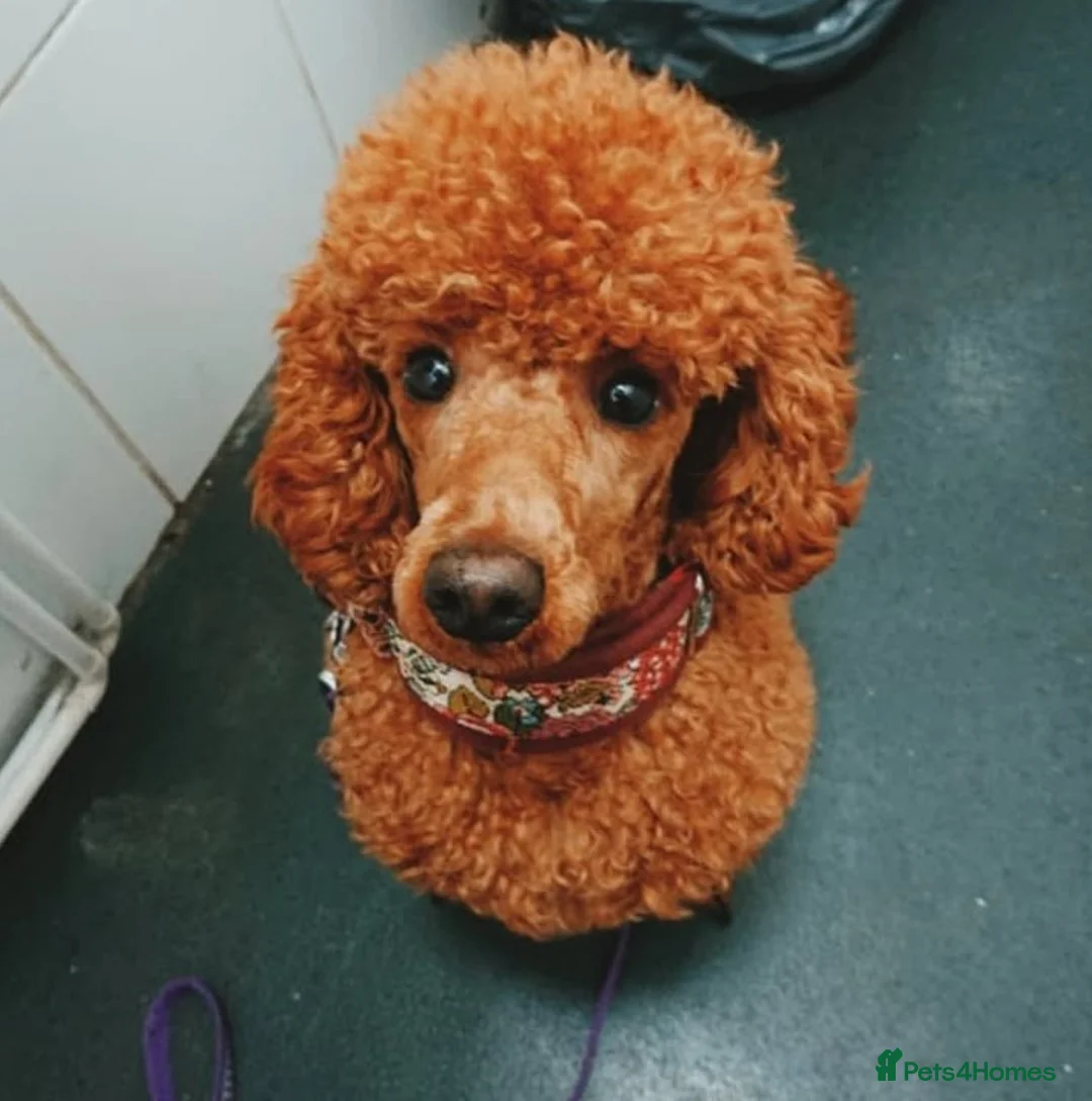 Miniature Poodle dogs for sale: KC register miniature poodles RED - Advert 7