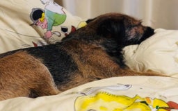 Border Terrier dogs for sale: Slem clear KC Registered  Border Terriers  - Image 3