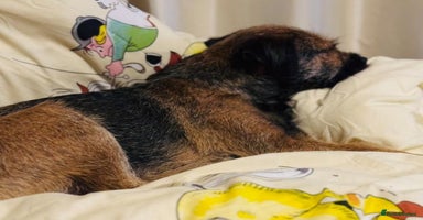 Border Terrier dogs - Advert 13