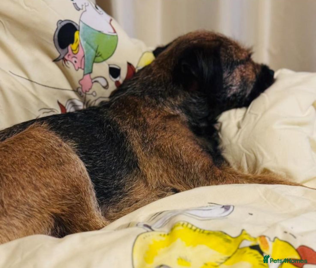 Border Terrier dogs for sale: Slem clear KC Registered  Border Terriers  - Image 3