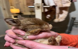 Netherland Dwarf rabbits for sale:  Netherland Dwarf / Minilop - Image 10