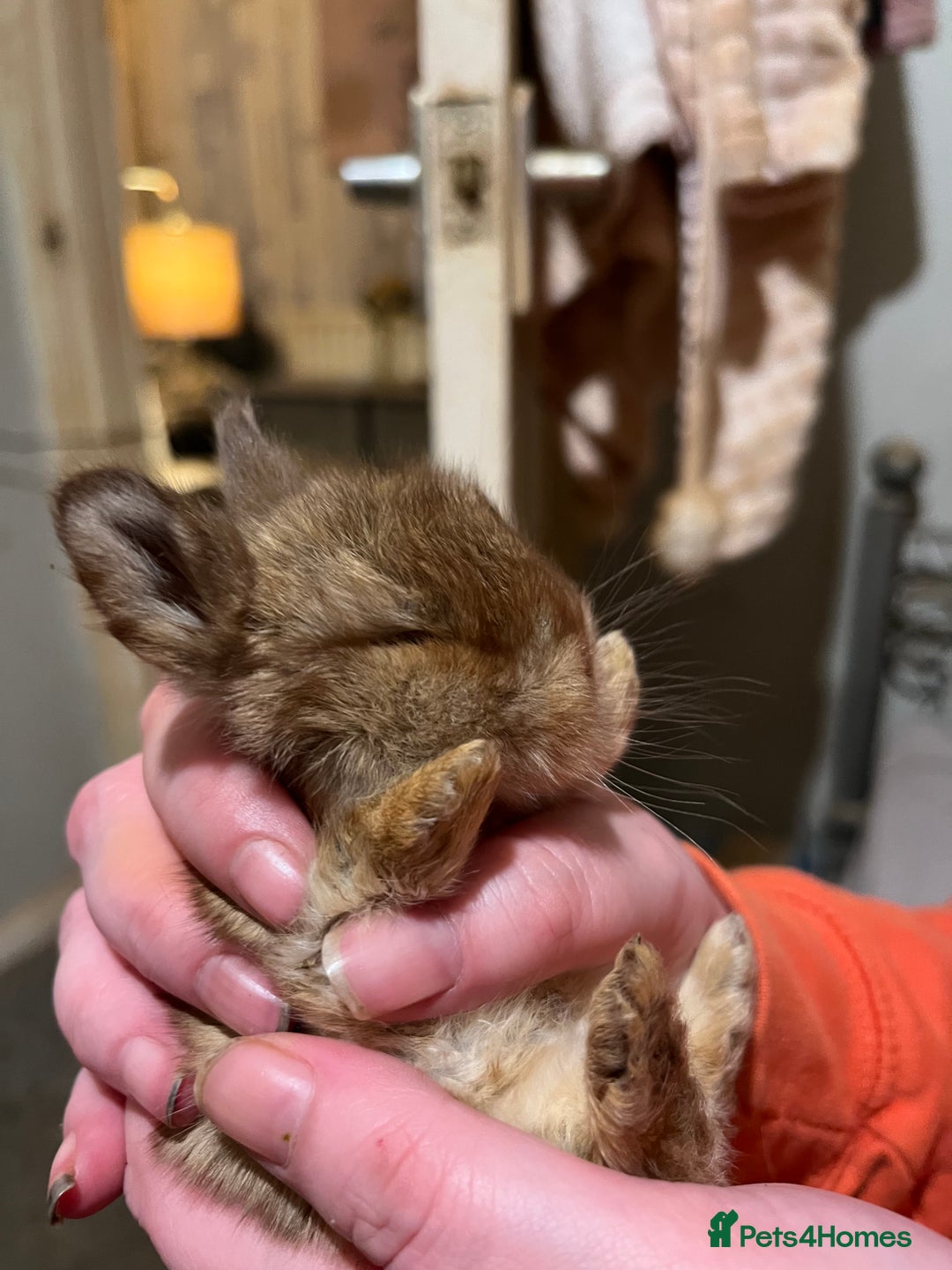 Netherland Dwarf rabbits for sale:  Netherland Dwarf / Minilop - Image 10