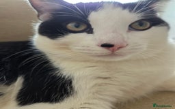 Mixed Breed cats for sale: Sonbul - Image 9