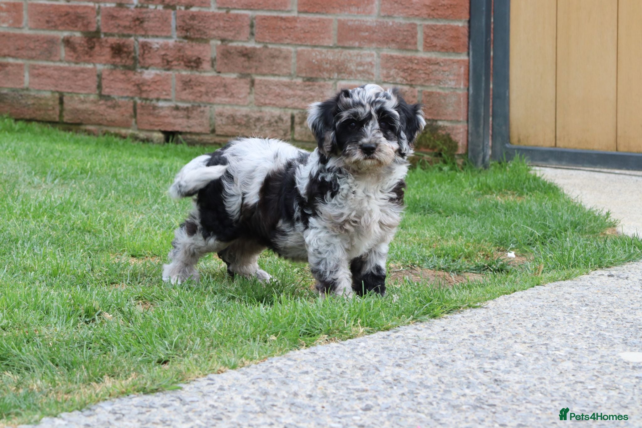 Cavapoo dogs F1 Cavapoo Female puppy FULLY VACCINATED  - Advert 4