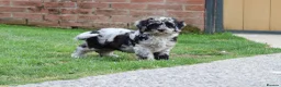 Cavapoo dogs for sale: F1 Cavapoo Female puppy FULLY VACCINATED  - Advert 1