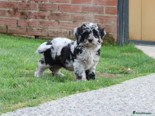 Cavapoo dogs F1 Cavapoo Female puppy FULLY VACCINATED - Advert 4