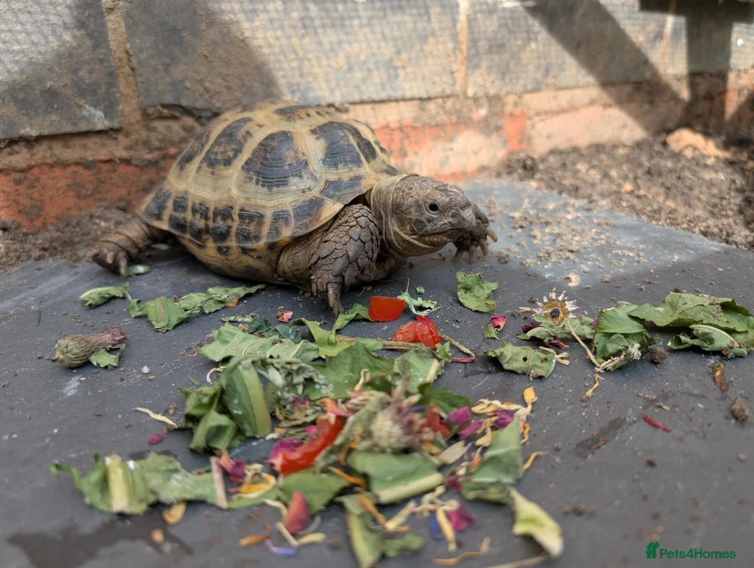 Tortoise reptiles for sale: Tortoise 9 year old male  - Advert 1