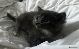 Mixed Breed cats for sale: Beautifully marked Main Coon cross female kitten  - Image 5