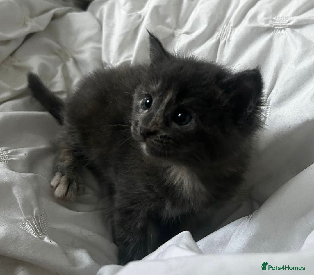 Mixed Breed cats for sale: Beautifully marked Main Coon cross female kitten  - Image 5