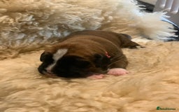 Boxer dogs for sale: KC registered Boxer Puppies - Image 4