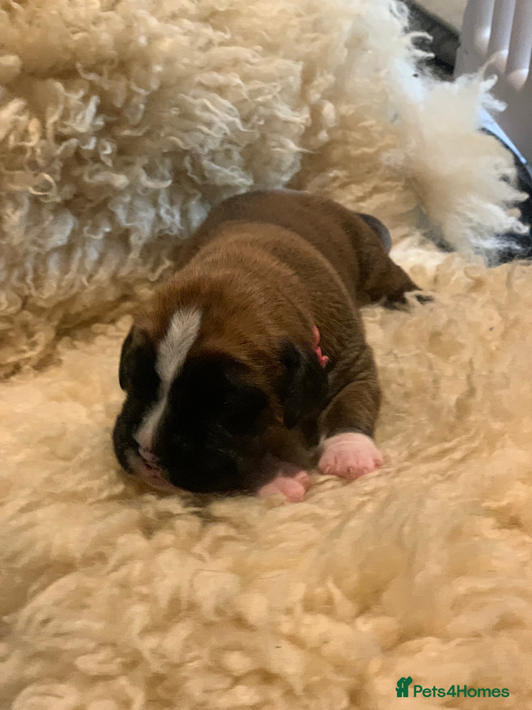 Boxer dogs for sale: KC registered Boxer Puppies - Image 4