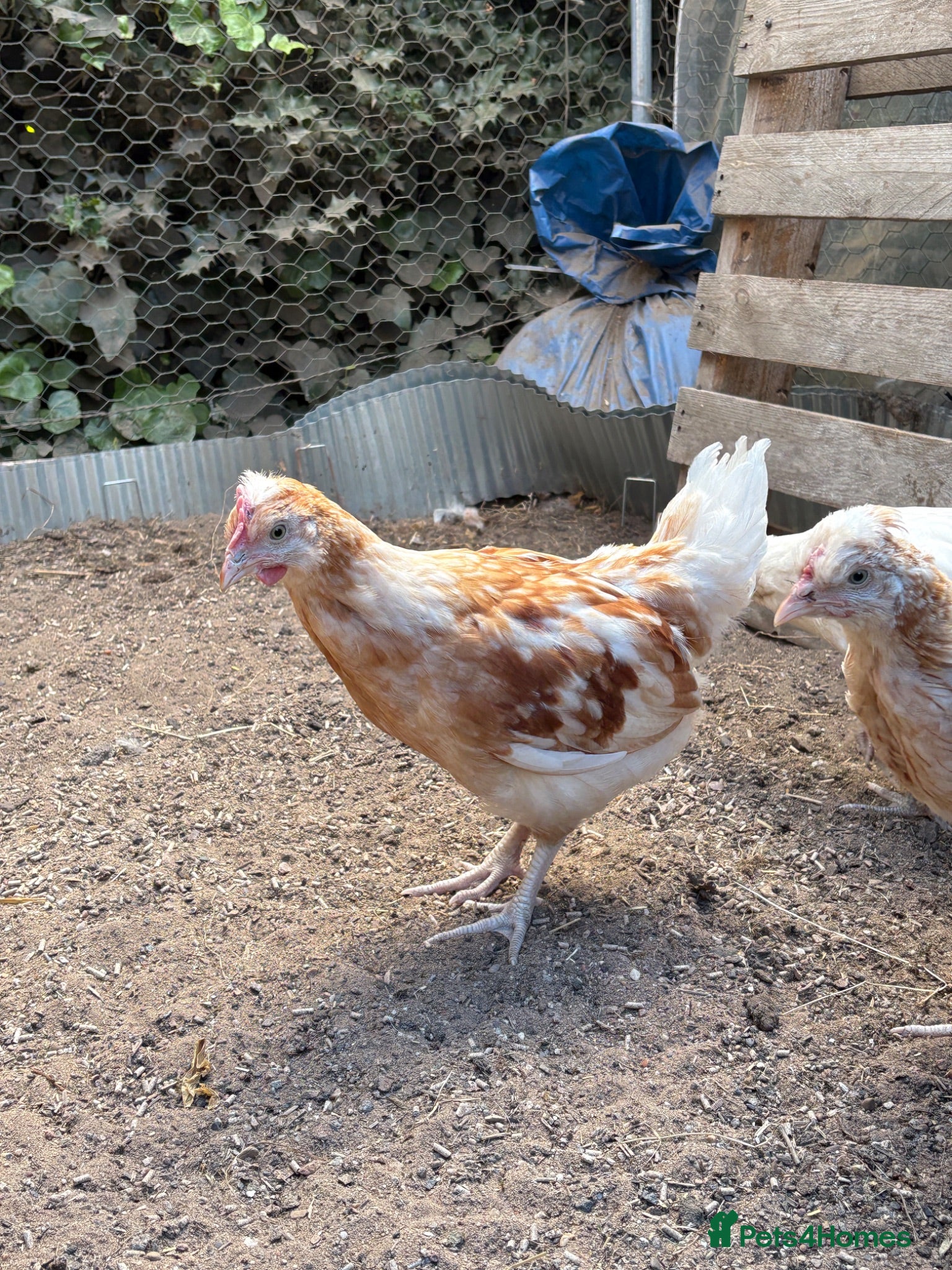 Chickens poultry young friendly cockerel  - Advert 2
