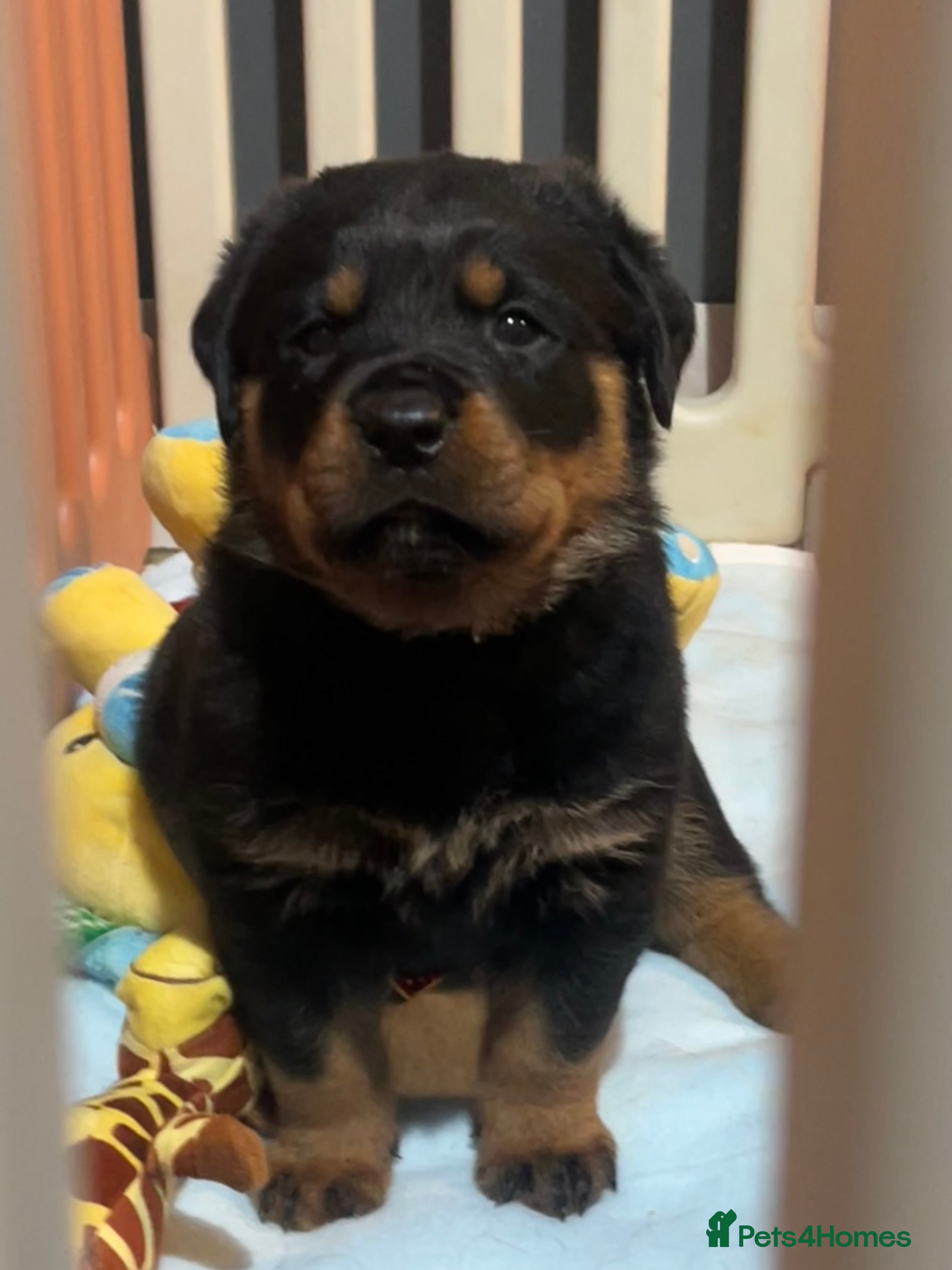Rottweiler dogs LAST FEMALE ROTTWEILER PUPPY - Advert 1
