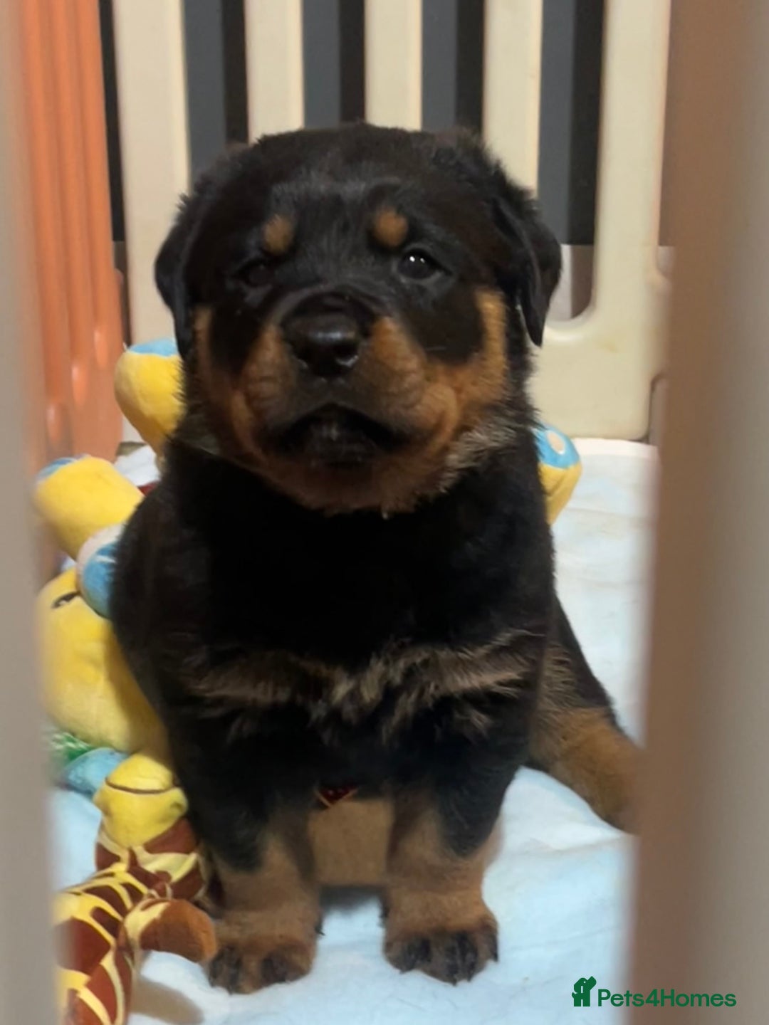 Rottweiler dogs for sale: LAST FEMALE ROTTWEILER PUPPY - Advert 1