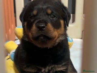 Rottweiler dogs LAST FEMALE ROTTWEILER PUPPY - Advert 1
