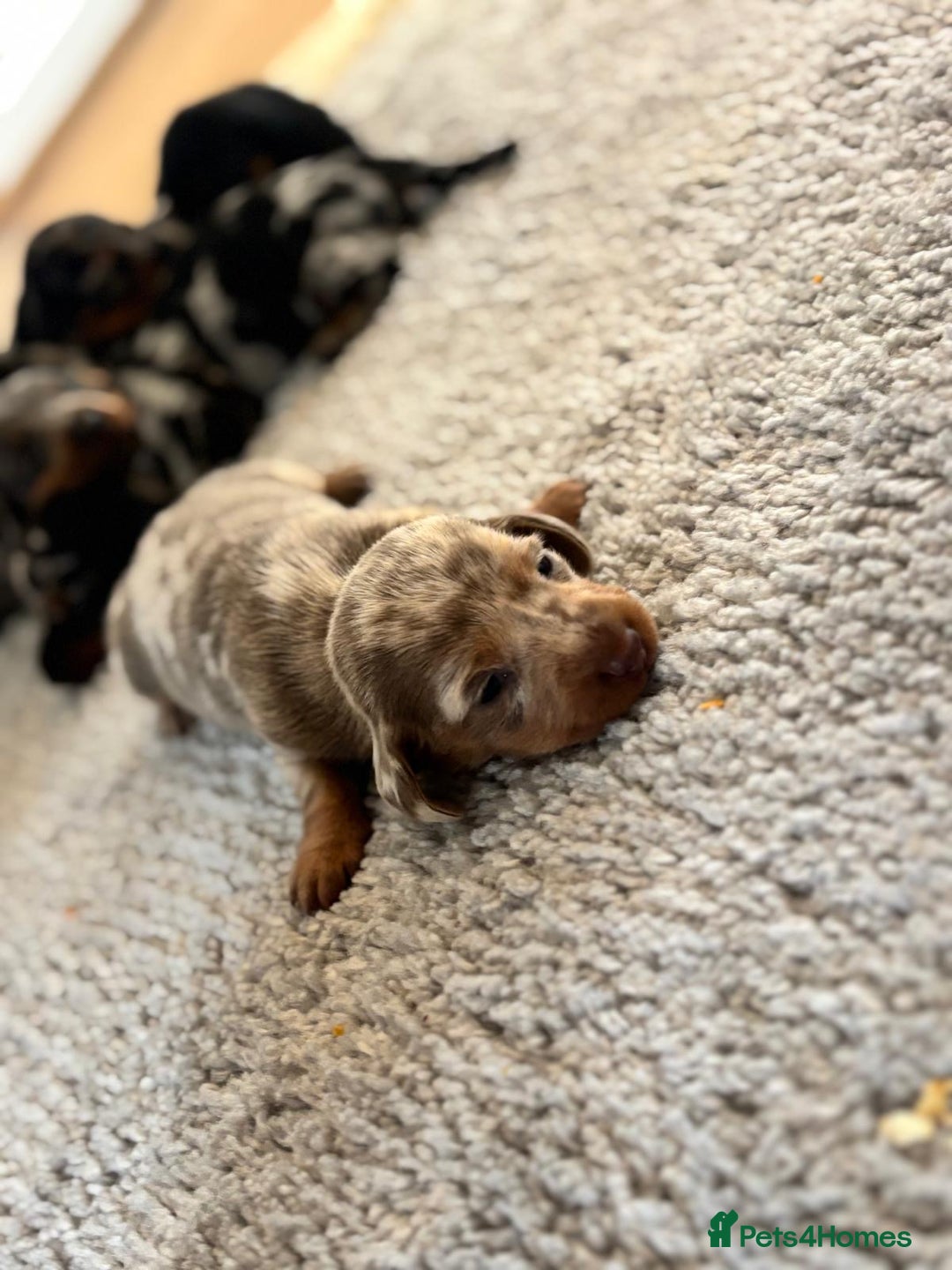 Dachshund dogs for sale: dogs  - Advert 2