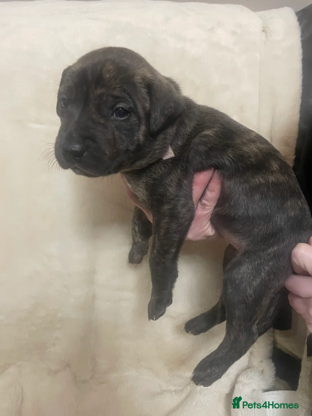 Mixed Breed dogs for sale: Beautiful Staffy x Collie Pups, 4 male 5 girls - Advert 13