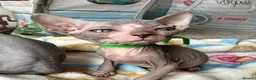 Sphynx cats for sale: Just 2 gorgeous boys left now - Advert 40