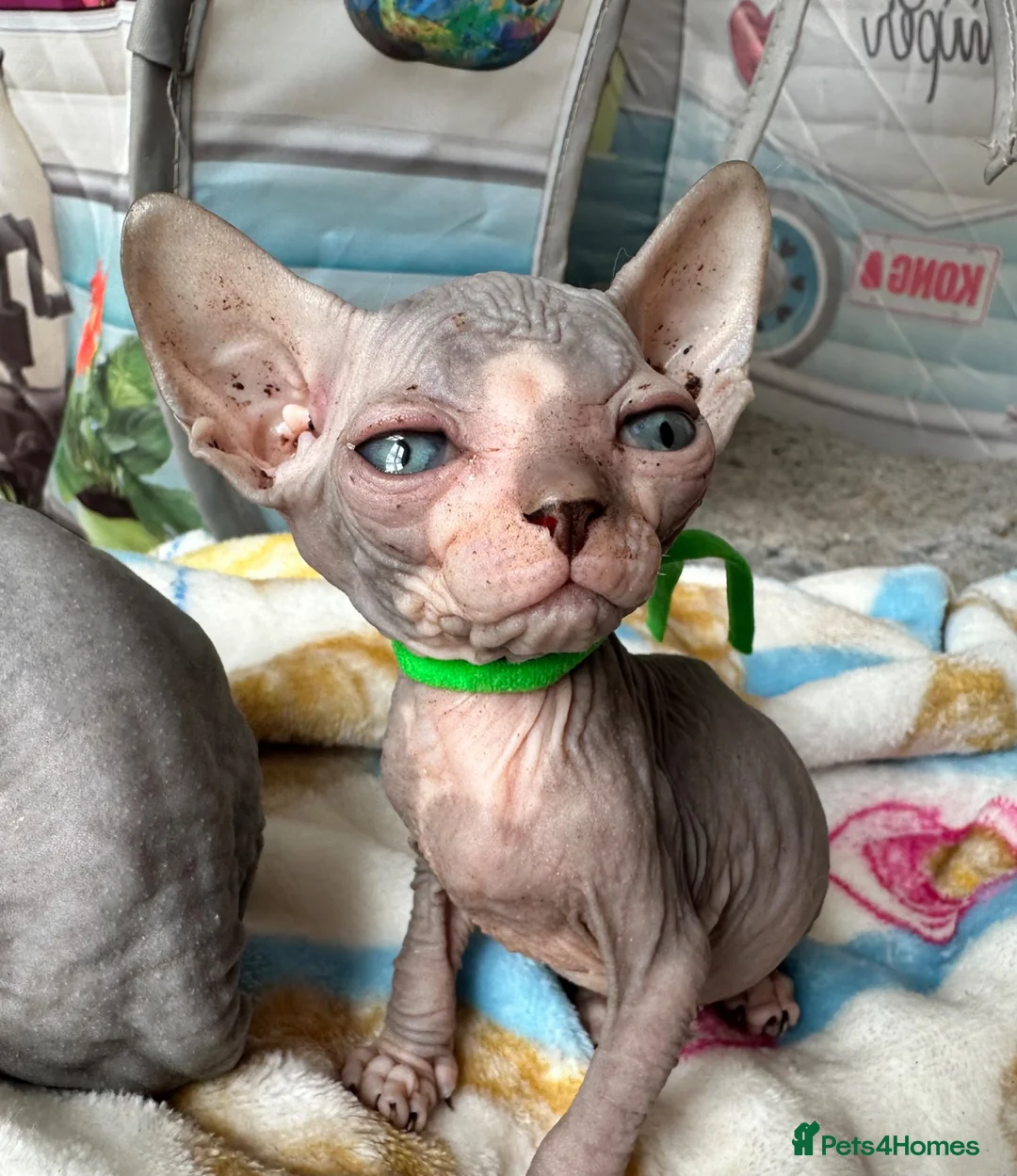 Sphynx cats for sale: Just 2 gorgeous boys left now - Advert 40