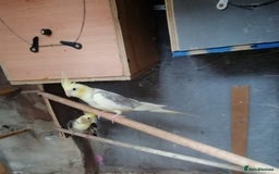 Cockatiels birds for sale: Range Of Cockatiels *read description - Image 11