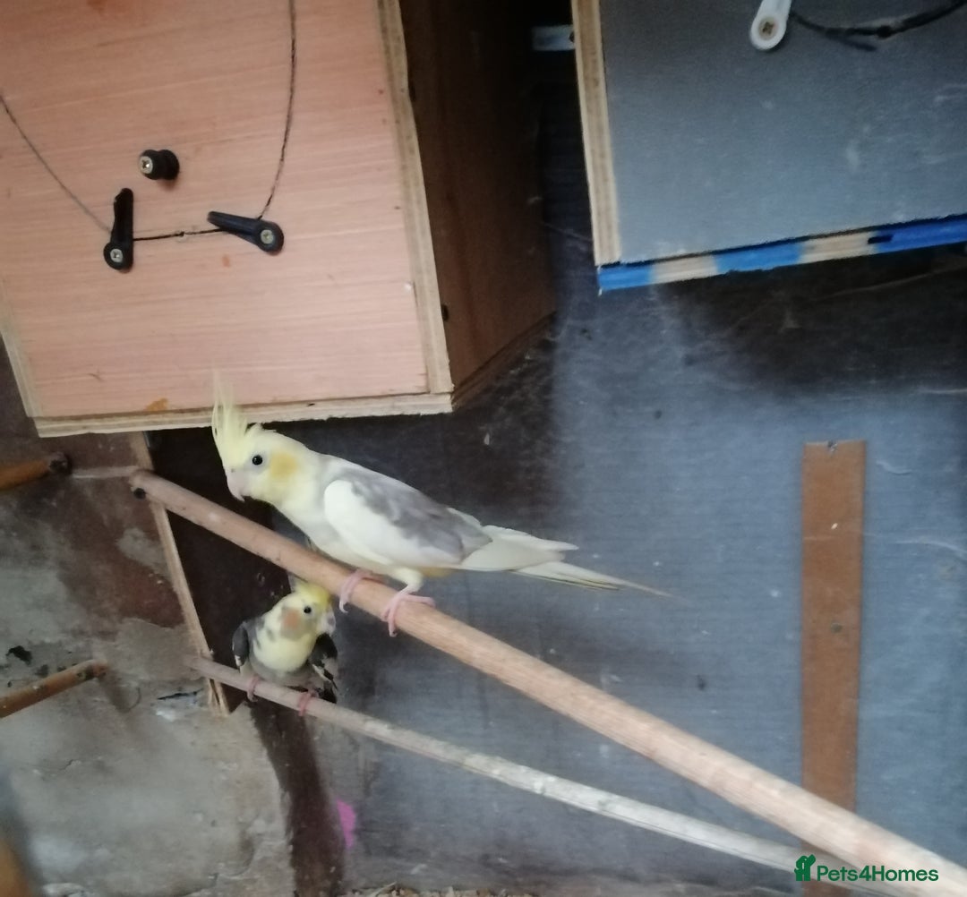 Cockatiels birds for sale: Range Of Cockatiels *read description - Image 11